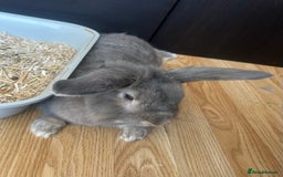 Lionhead rabbits for sale: Male and Female Rabbit Pair - Image 2