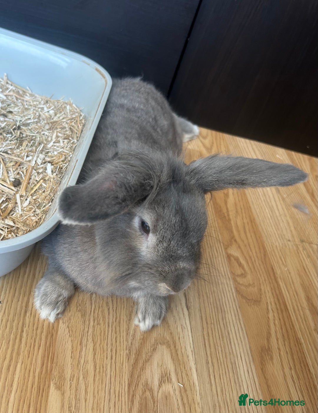 Lionhead rabbits for sale: Male and Female Rabbit Pair - Image 2