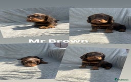 Cocker Spaniel dogs for sale: Extensively Health tested/KC REG Cocker Puppies - Image 8