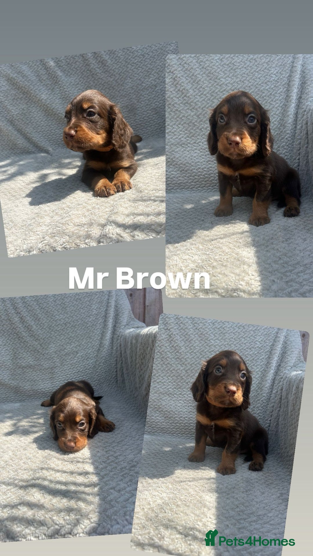 Cocker Spaniel dogs for sale: Extensively Health tested/KC REG Cocker Puppies - Image 8