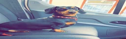 Miniature Dachshund dogs for sale:  Miniature Dachshund Puppies - Advert 38