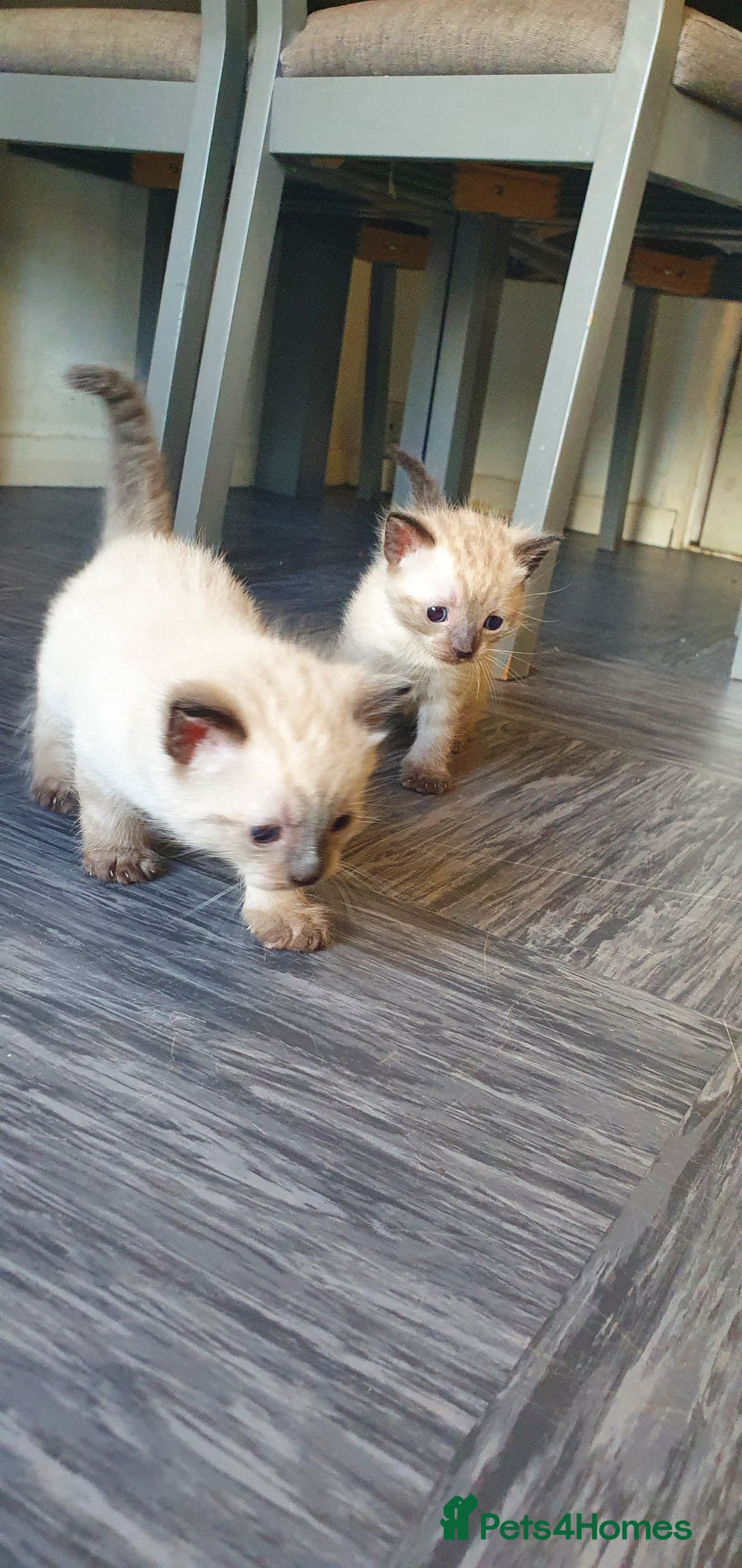 Tonkinese cats for sale: Beautiful tonkinese kittens  - Advert 4