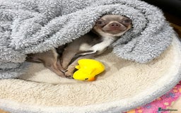 Chihuahua dogs for stud: Proven Lilac KC registered chihuahua for stud  in Liverpool - Image 10