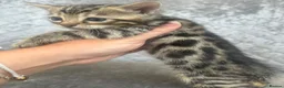Bengal cats for sale: Gorgeous litter of TICA registered bengal kittens  - Advert 8
