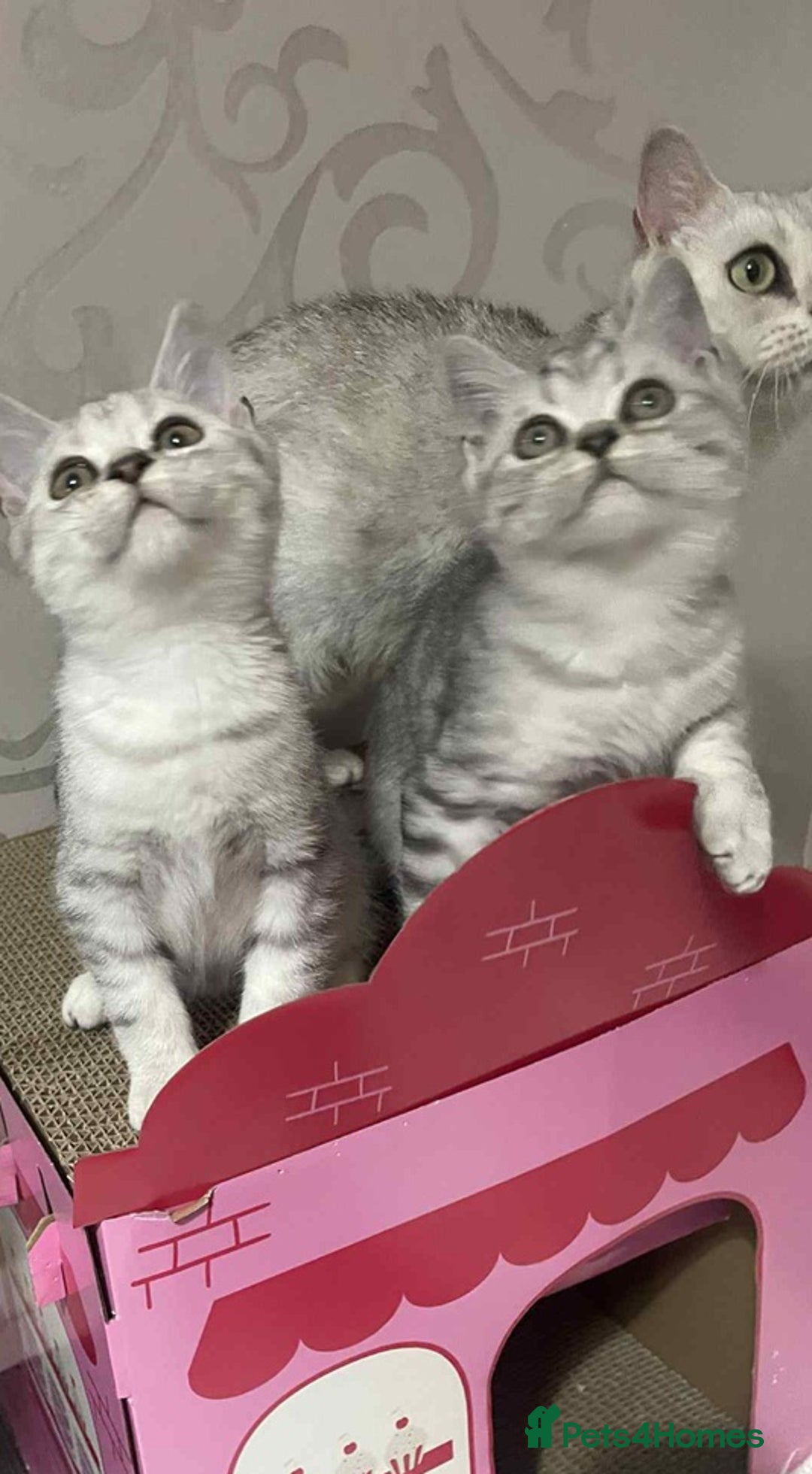 British Shorthair cats for sale: Silver spotted British Shorthair kittens  - Image 20