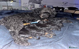 Cockapoo dogs for sale: 3 healthy phantom F1B cockapoo boys for sale  - Image 19