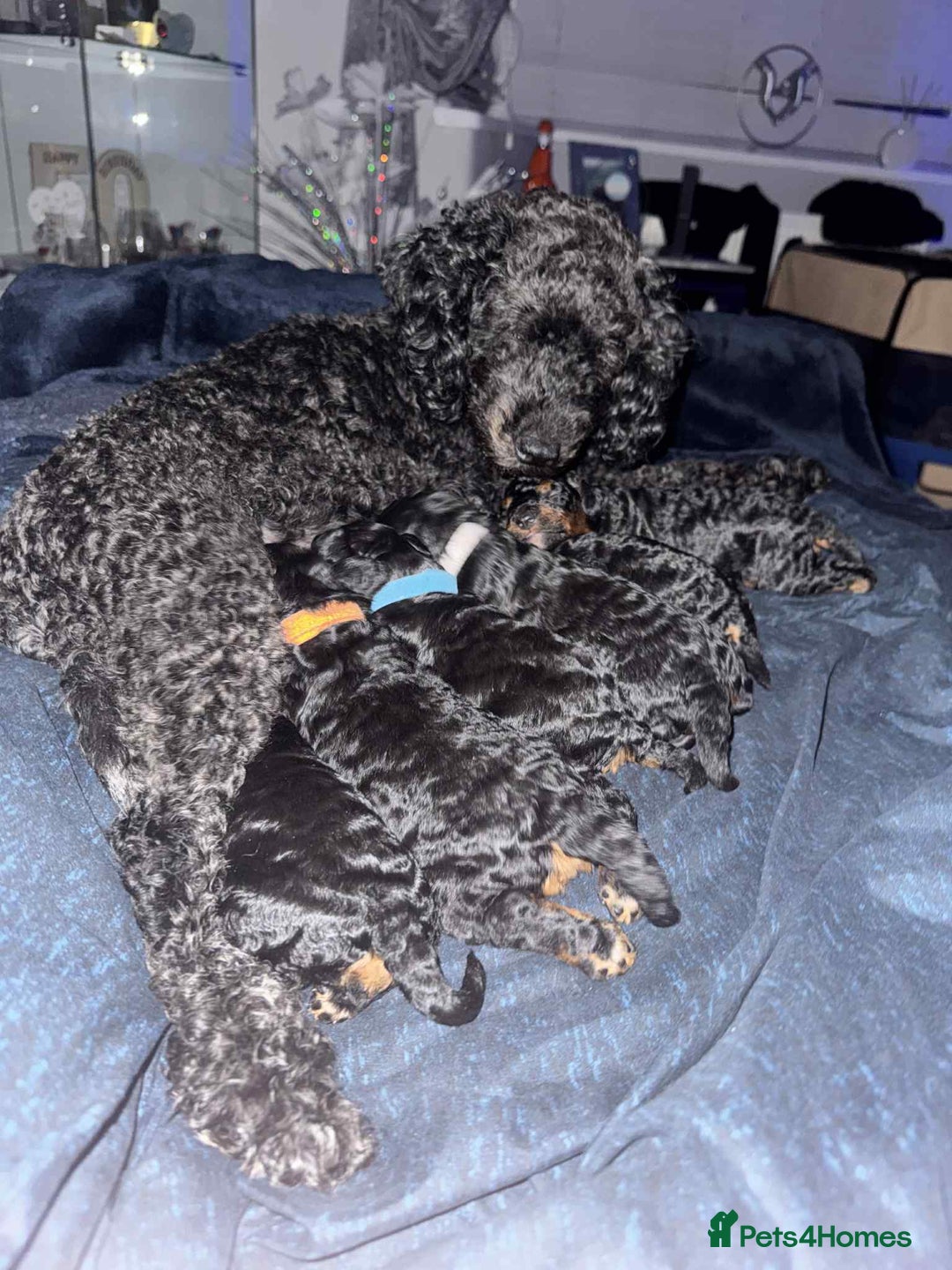 Cockapoo dogs for sale: 3 healthy phantom F1B cockapoo boys for sale  - Image 19