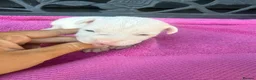 Jack Russell dogs for sale: Parson jack russles 5 boys 2 girls  - Advert 9