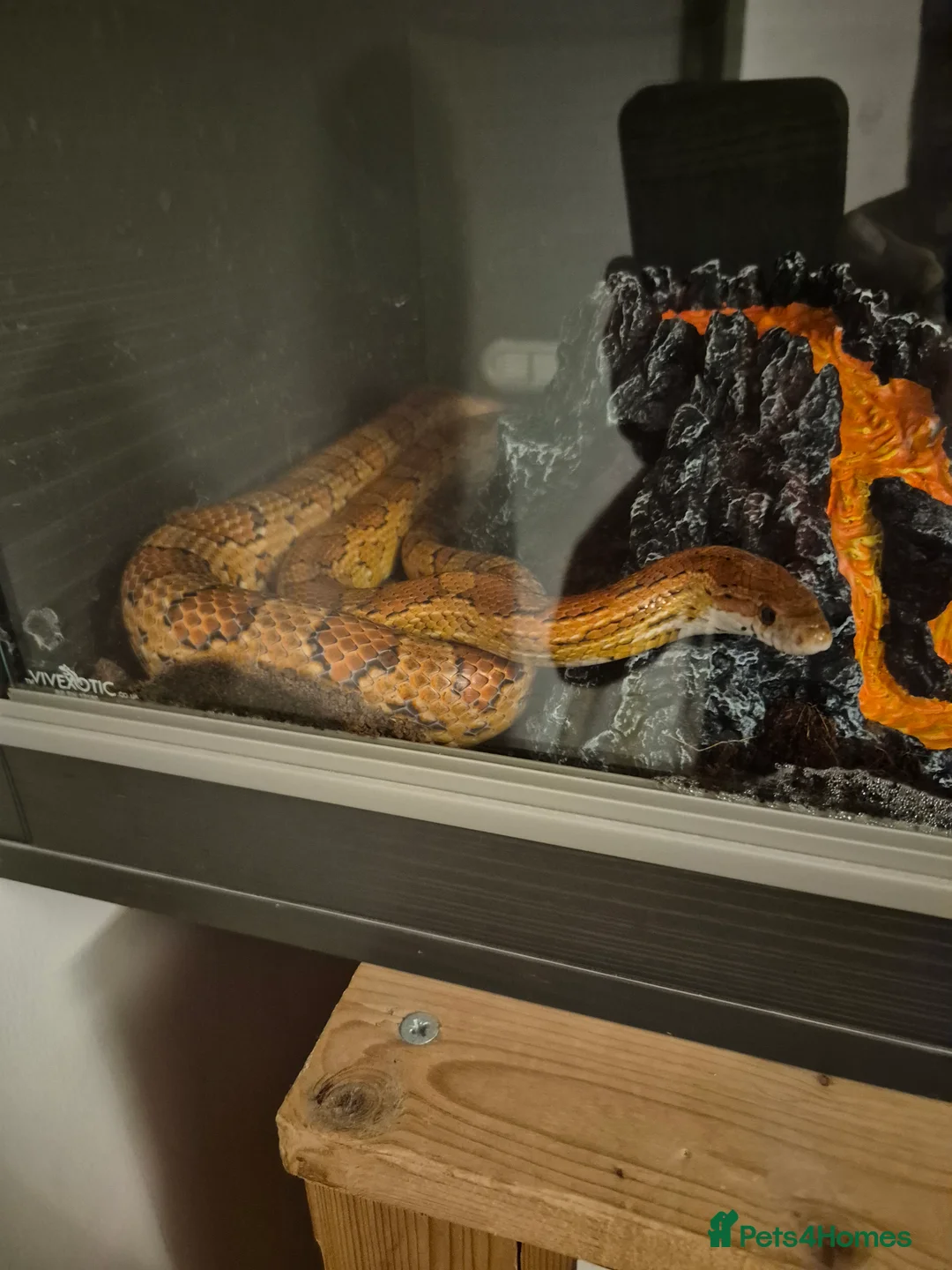 Corn Snake reptiles for sale: Corn snake in Leicester - Advert 2