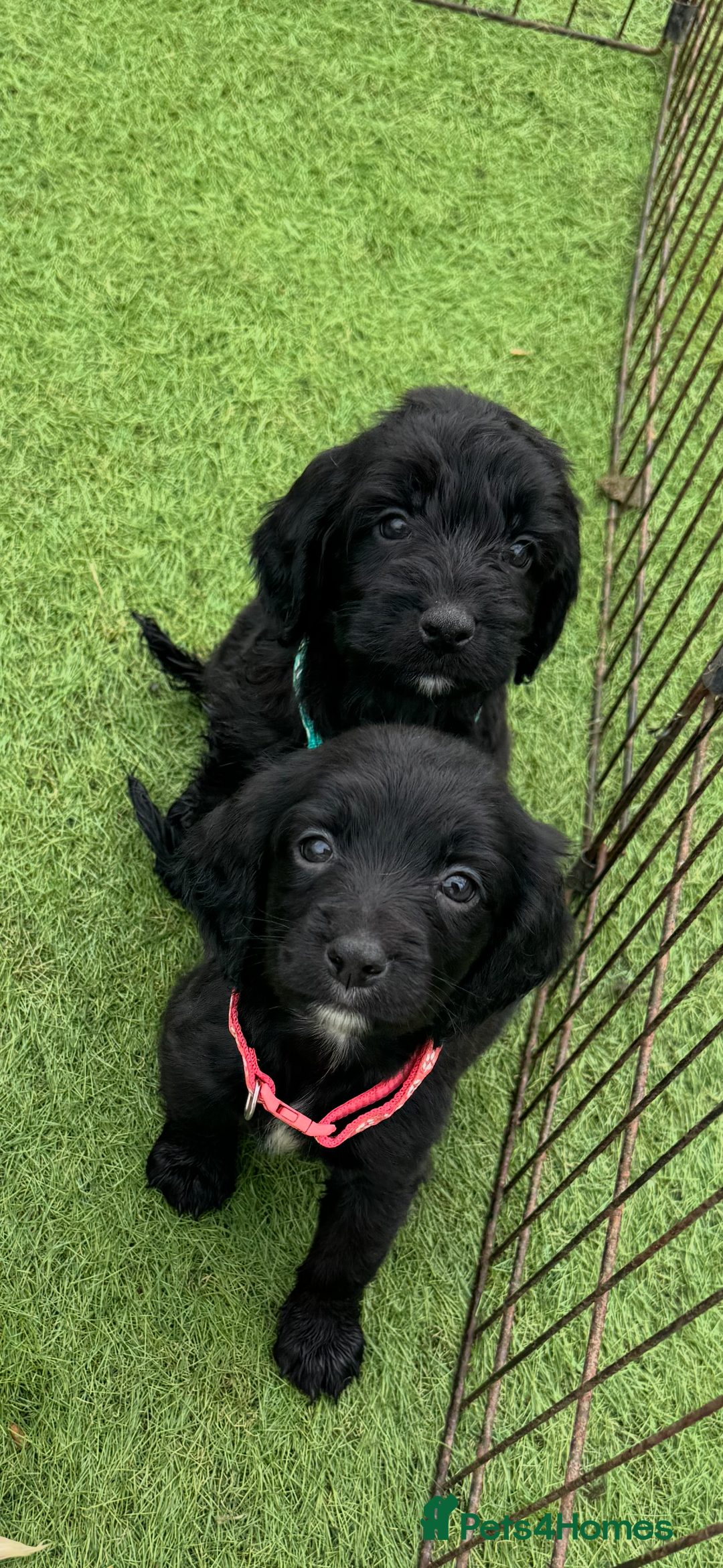 Cockapoo dogs for sale: 12 stunning cockapoo puppies ready now - Image 10