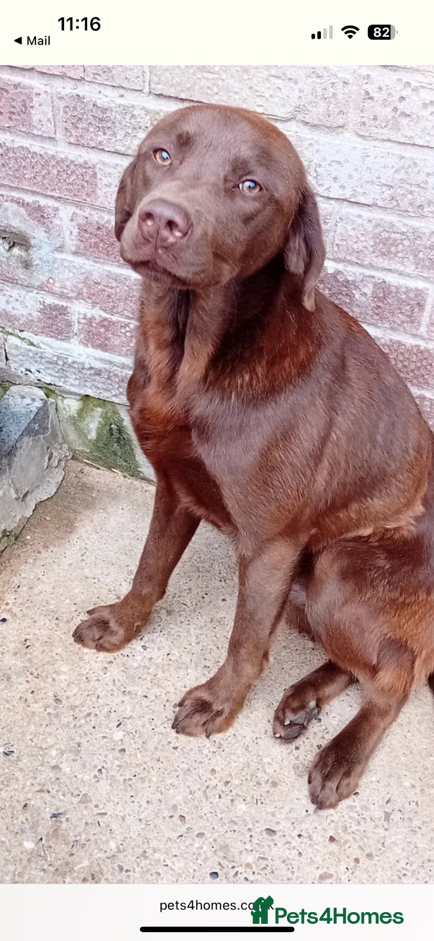 Labrador Retriever dogs Kc registered chocolate labrador  - Advert 10