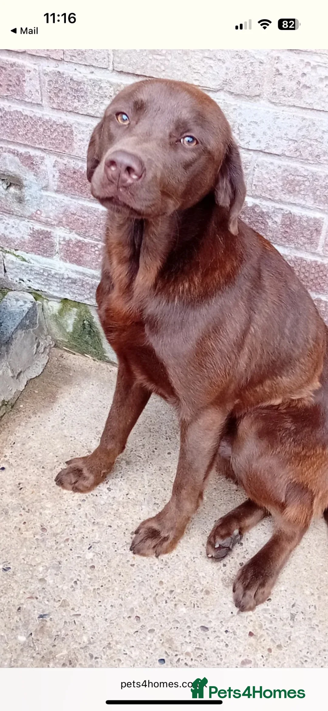 Labrador Retriever dogs for sale: Kc registered chocolate labrador  - Advert 2