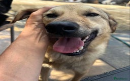 Mixed Breed dogs for adoption: Pettern - Norwich Norfolk  - Image 33