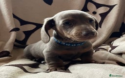 Miniature Dachshund dogs for sale: Mini dachshund pups (health clear) - Image 8