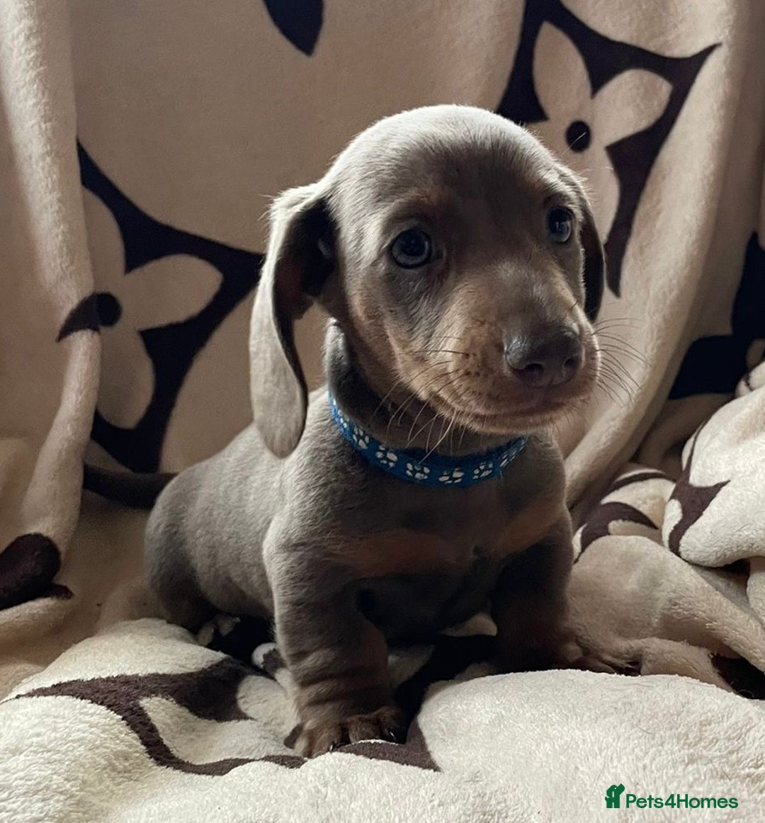 Miniature Dachshund dogs for sale: Mini dachshund pups (health clear) - Image 8