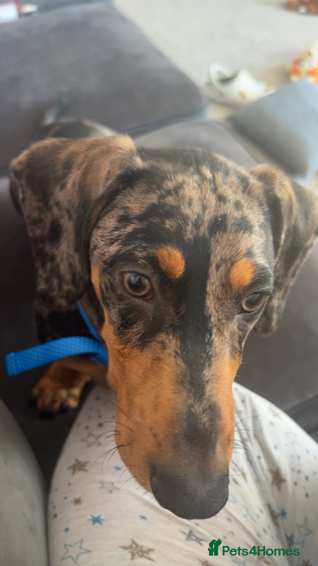 Dachshund dogs for sale: 7 month old dachshund male  - Image 6