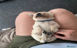 Labrador Retriever dogs for sale: Equal parts adventure and sofa buddies (Labradors) - Image 32