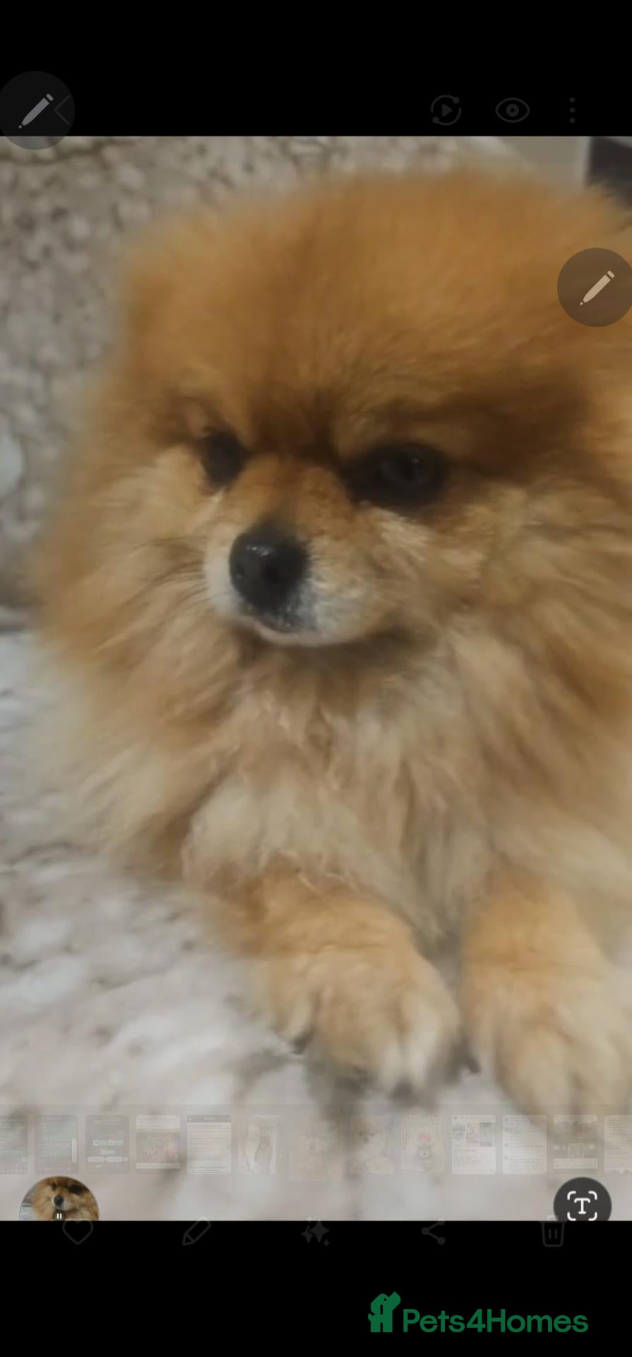 Pomeranian dogs Beautiful pomeranians  - Advert 1