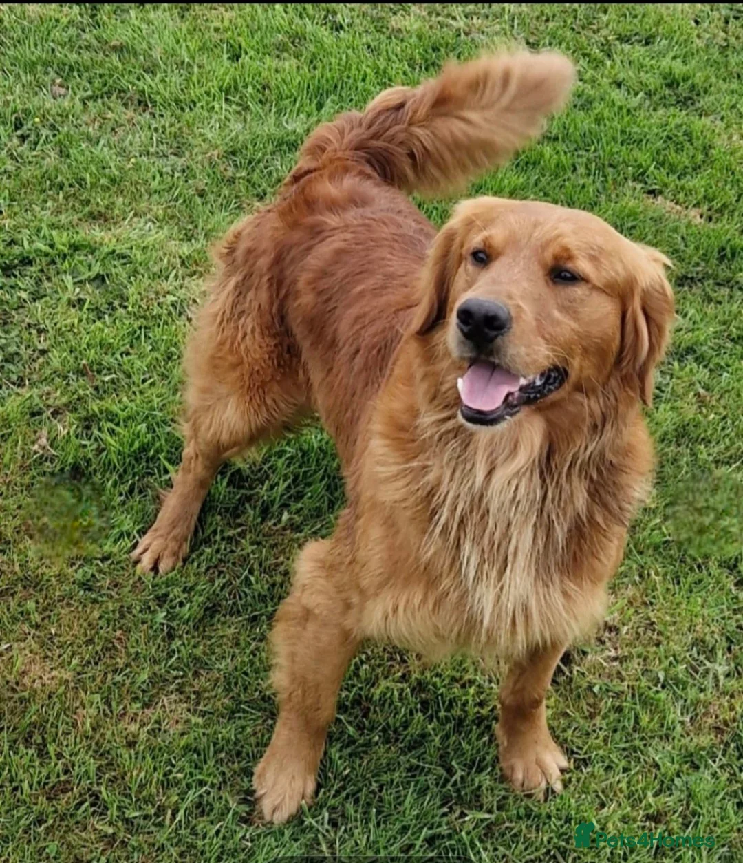 Golden Retriever dogs for stud: KC GOLDEN RETRIEVER HEALTH TESTED STUD  - Advert 1
