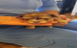 Yorkshire Terrier dogs for sale: 1 Boy & 3 Girls with Unique Coats - Image 11