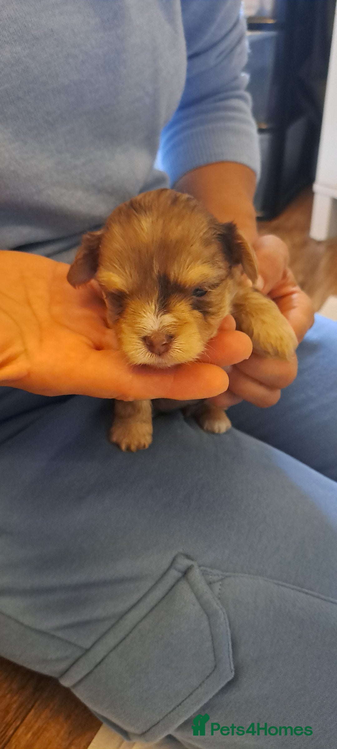 Yorkshire Terrier dogs for sale: 1 Boy & 3 Girls with Unique Coats - Image 11
