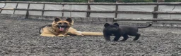 Mixed Breed dogs for sale: Beautiful Shollie pups - Advert 17