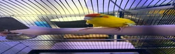 Parakeets birds for sale: 2 hand tamed kakarikis  in Bury - Advert 2