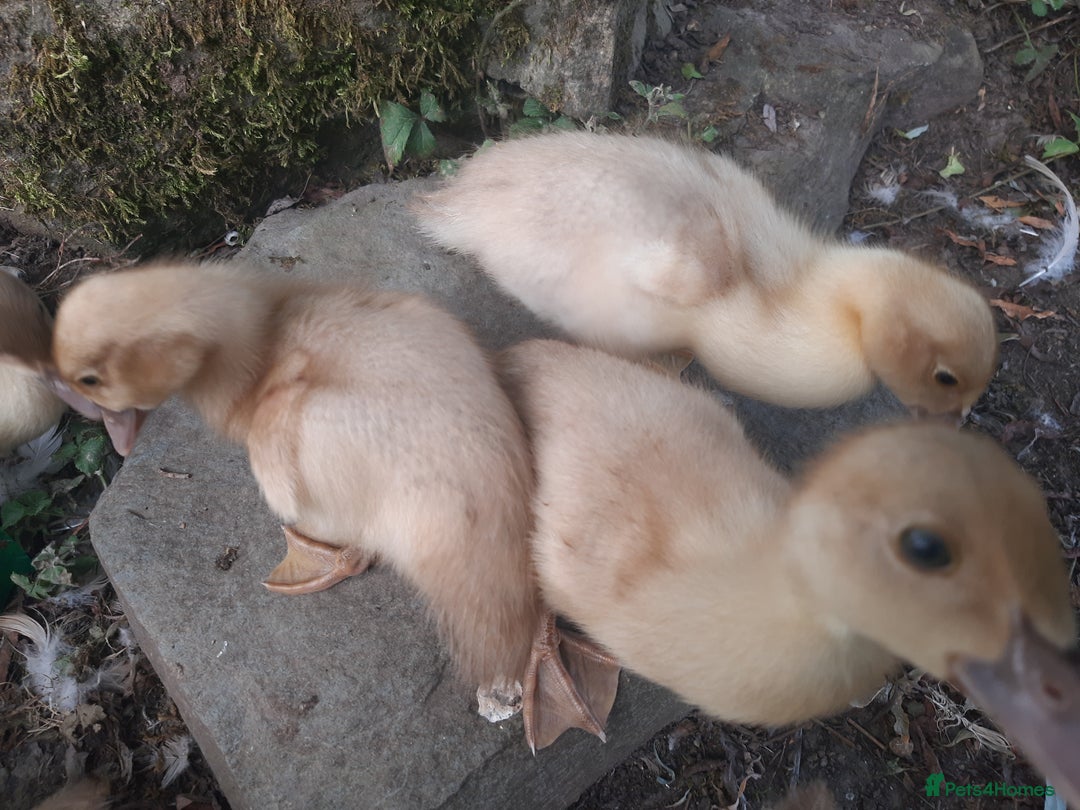 Ducks poultry for sale: Unsexed muscovy ducklings for sale - Image 3