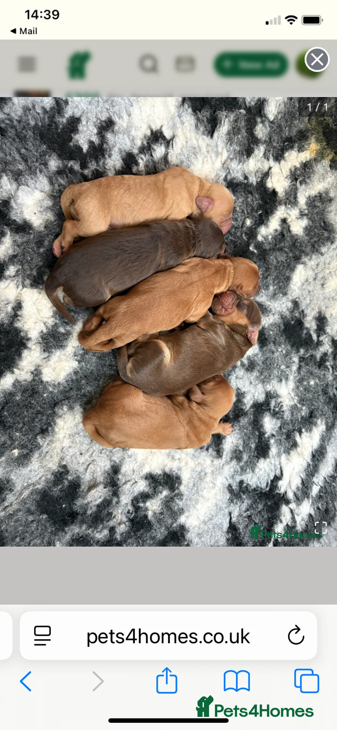 Cockapoo dogs for stud: Cockapoo for stud not for sale  in Taunton - Advert 12