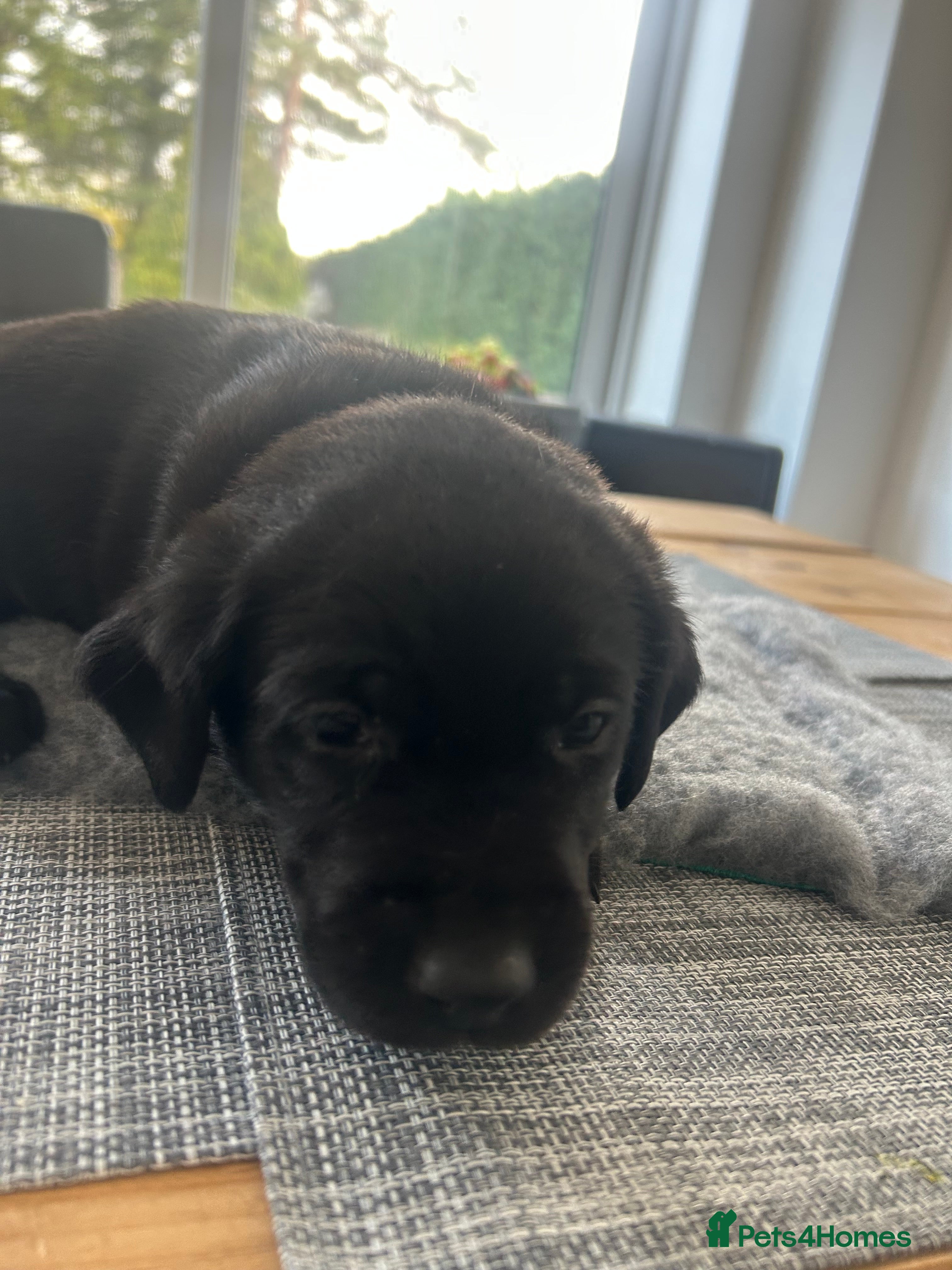 Labrador Retriever dogs Stunning KC Reg Labrador puppies - Advert 14