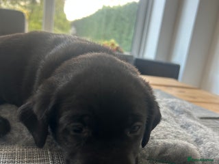 Labrador Retriever dogs Stunning KC Reg Labrador puppies - Advert 14