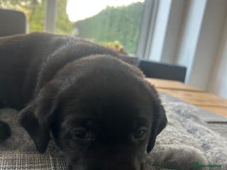 Labrador Retriever dogs Stunning KC Reg Labrador puppies - Advert 18