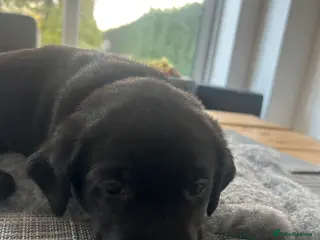 Labrador Retriever dogs Stunning KC Reg Labrador puppies - Advert 8