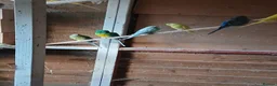Cockatiels birds for sale:  5 cockatiels 3 red rumps in Market Harborough - Advert 4