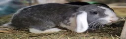 Dwarf Lop rabbits for sale: Adorable, Friendly. Laidback Dwarf Lop Boys 🐰🥰 - Advert 12