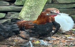 Chickens poultry for sale: Handsome boy - Image 5