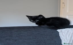 Mixed Breed cats for sale: Beautiful 10 Week Old Kitten. - Image 2