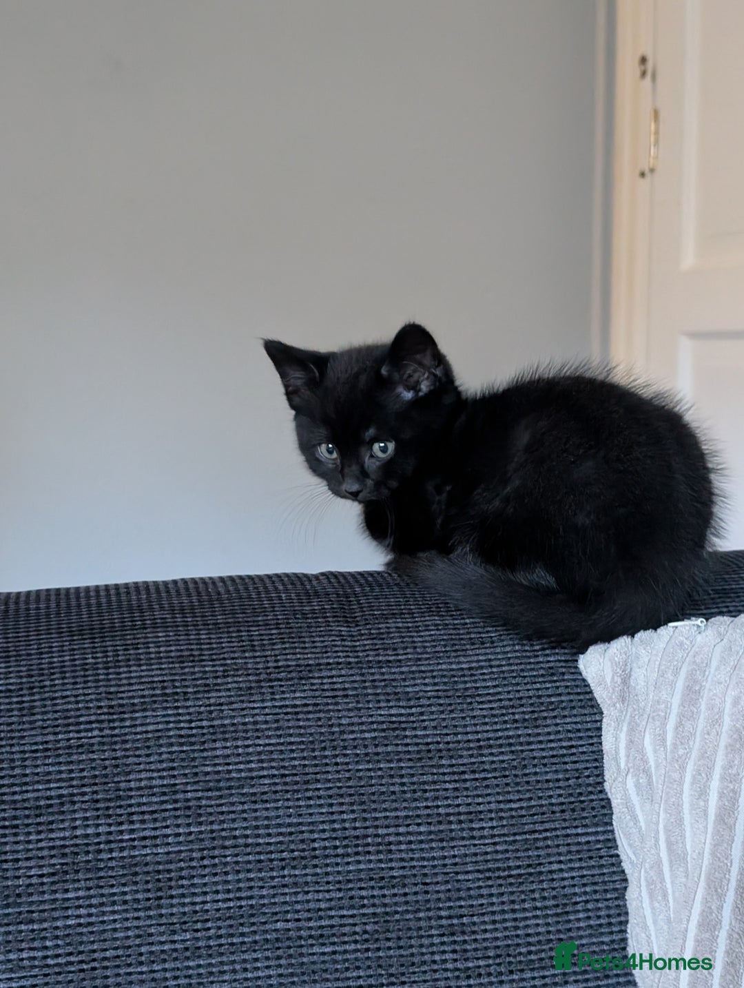 Mixed Breed cats for sale: Beautiful 10 Week Old Kitten. - Image 2