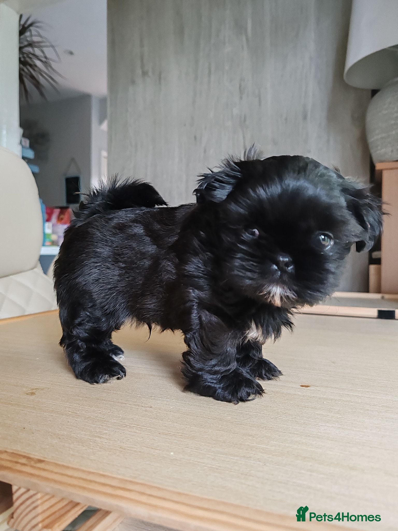 Shih Tzu dogs Beautiful Black Shih Tzu Puppies  - Advert 1