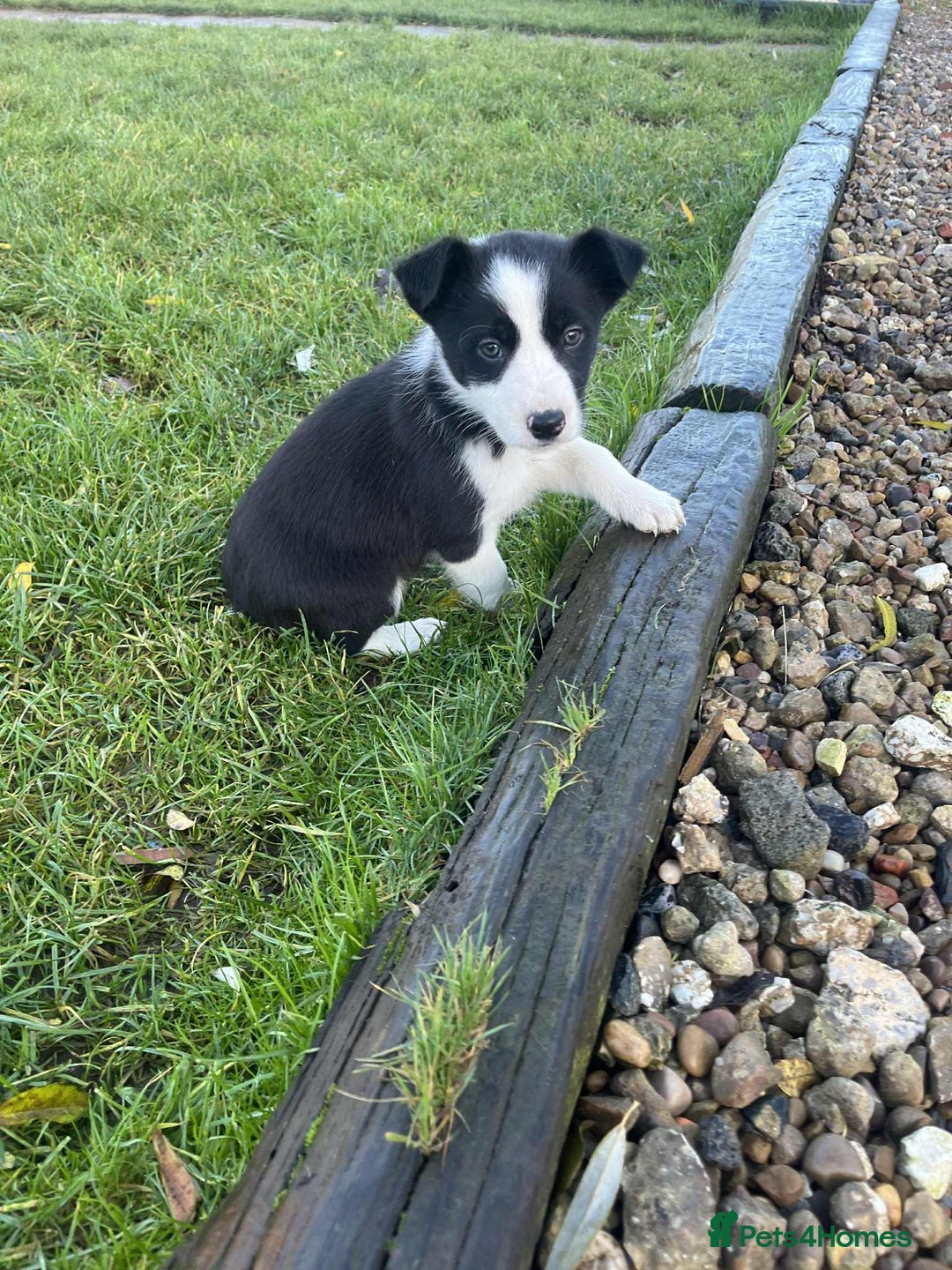 Border Collie dogs for sale: Border collie puppy’s blue merle - Advert 6