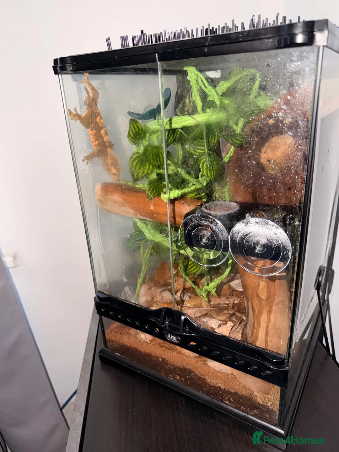 Gecko reptiles for sale: Crested gecko with full set up  - Advert 4