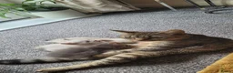 Mixed Breed cats for sale: Ragdoll x / tabby x in Ashton-under-Lyne - Advert 13