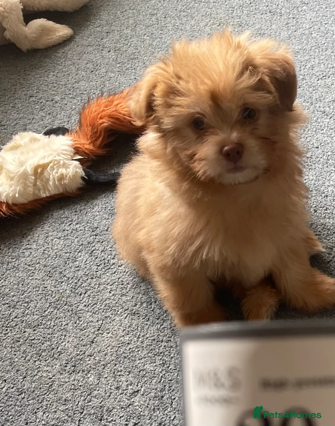 Pomeranian dogs for sale: Pomeranian dog puppy in Ramsgate - Advert 1