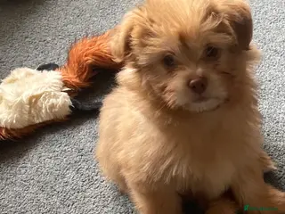 Pomeranian dogs Pomeranian dog puppy - Advert 2