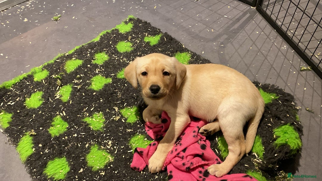 Labrador Retriever dogs for sale: Yellow and Labrador puppiea - Advert 6