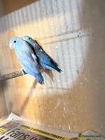 Lovebirds birds - Advert 1