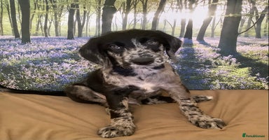 Mixed Breed dogs - Advert 4