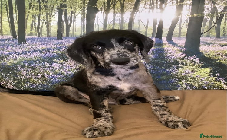 Mixed Breed dogs - Advert 1
