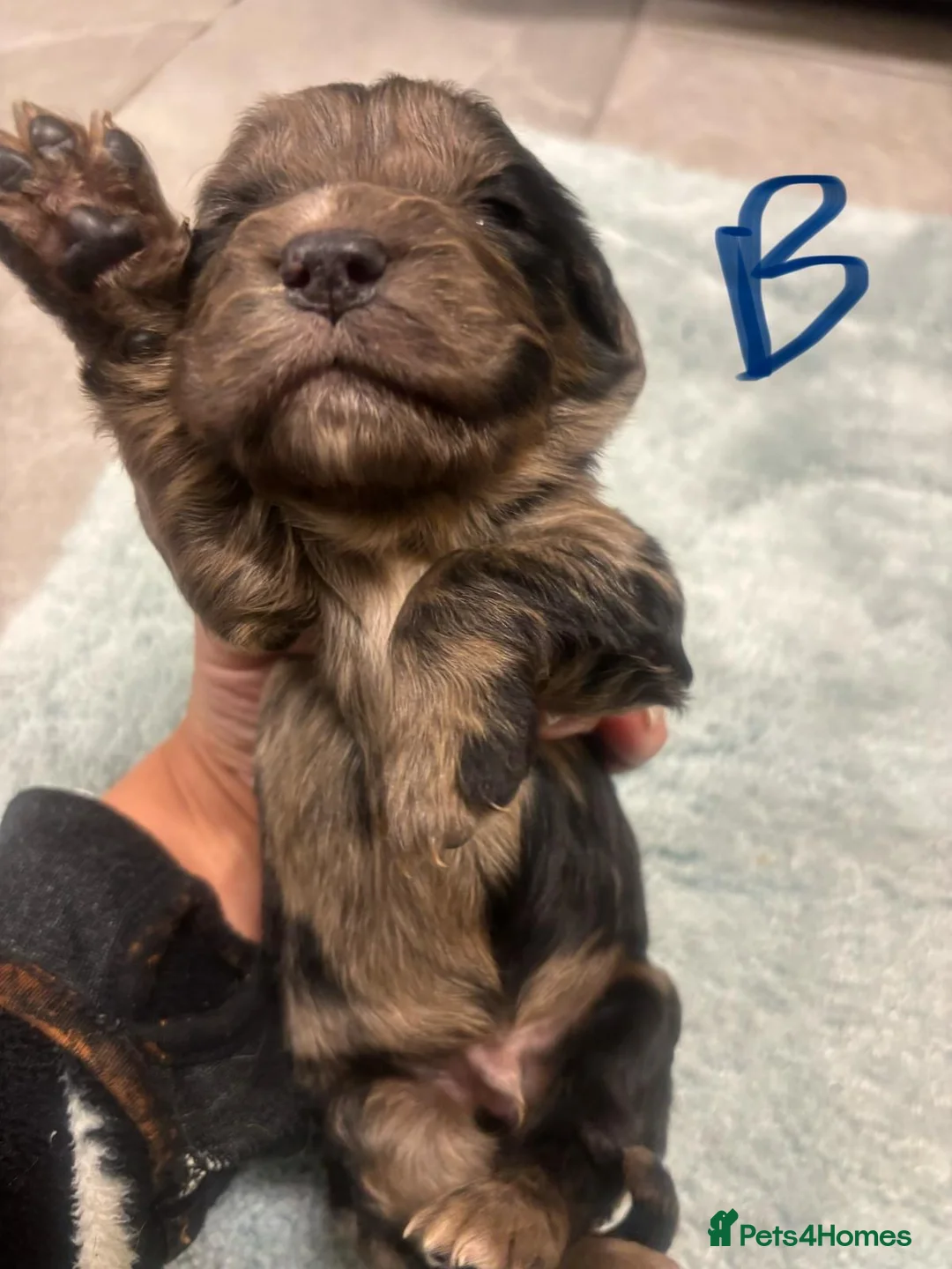 Cocker Spaniel dogs for sale: COCKER SPANIEL PUPS READYp - Advert 5