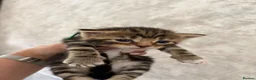 Mixed Breed cats for sale: 5 kittens reserved - Advert 3
